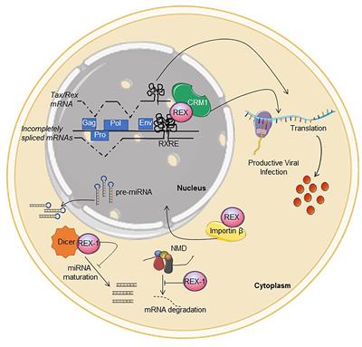 Post-transcriptional Regulation of HTLV Gene Expression: Rex to the Rescue